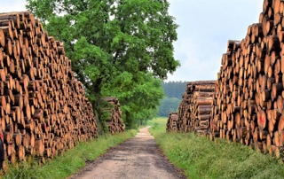 buches de bois