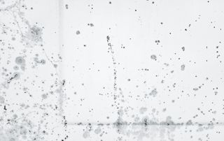 moisissures sur fond blanc